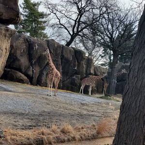 Meet your Posher, Caramela